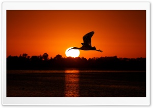 Bird Flying At Sunset Ultra HD Wallpaper for 4K UHD Widescreen desktop, tablet & smartphone