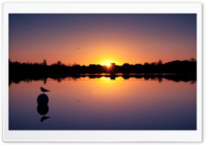 Bird In Sunset Ultra HD Wallpaper for 4K UHD Widescreen desktop, tablet & smartphone