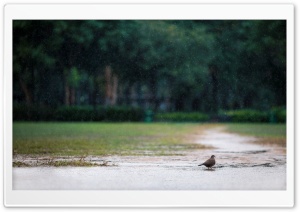 Bird in the Rain Ultra HD Wallpaper for 4K UHD Widescreen desktop, tablet & smartphone