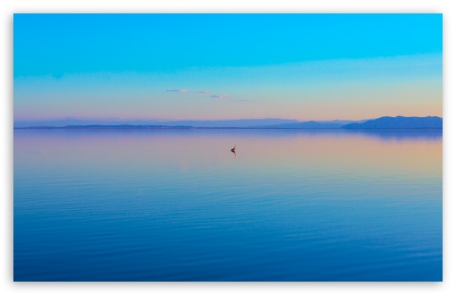Bird in the Salton Sea, California UltraHD Wallpaper for UHD 16:9 ; HD 16:9 ; UltraWide 21:9 24:10 32:9 32:10 ; Widescreen 16:10 5:3 ; Fullscreen 4:3 5:4 3:2 ; Tablet 1:1 ; Mobile 9:16 9:19.5 9:20 9:21 9:22 10:16 2:3 3:5 3:4 ; Dual 16:10 5:3 16:9 4:3 5:4 3:2 ;