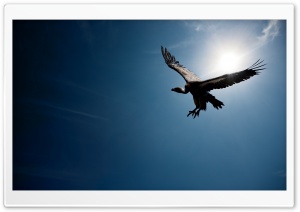 Bird In The Sky Sun Ultra HD Wallpaper for 4K UHD Widescreen desktop, tablet & smartphone