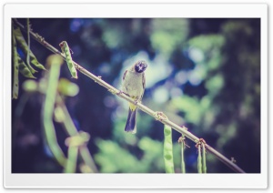 Bird Ku Resimleri Ultra HD Wallpaper for 4K UHD Widescreen desktop, tablet & smartphone