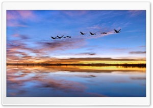 Bird Migration 4K UHD Wallpaper for Widescreen and UltraWide Desktop, UltraHD TV, Smartphone, Tablet