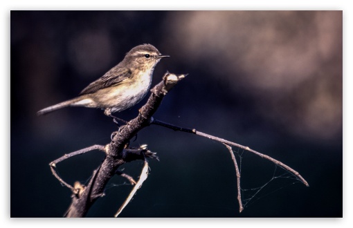 Bird, Nature UltraHD Wallpaper for Wide 16:10 5:3 Widescreen WHXGA WQXGA WUXGA WXGA WGA ; 8K UHD TV 16:9 Ultra High Definition 2160p 1440p 1080p 900p 720p ; Standard 4:3 5:4 3:2 Fullscreen UXGA XGA SVGA QSXGA SXGA DVGA HVGA HQVGA ( Apple PowerBook G4 iPhone 4 3G 3GS iPod Touch ) ; iPad 1/2/Mini ; Mobile 4:3 5:3 3:2 16:9 5:4 - UXGA XGA SVGA WGA DVGA HVGA HQVGA ( Apple PowerBook G4 iPhone 4 3G 3GS iPod Touch ) 2160p 1440p 1080p 900p 720p QSXGA SXGA ;