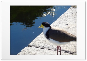 Bird next to water 4K UHD Wallpaper for Widescreen and UltraWide Desktop, UltraHD TV, Smartphone, Tablet