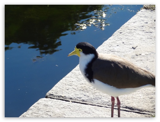 Bird next to water UltraHD Wallpaper for Fullscreen 4:3 ;