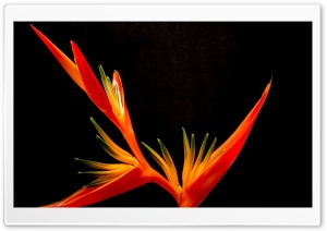 Bird Of Paradise Flower Ultra HD Wallpaper for 4K UHD Widescreen desktop, tablet & smartphone