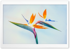 Bird of Paradise Flower Ultra HD Wallpaper for 4K UHD Widescreen desktop, tablet & smartphone