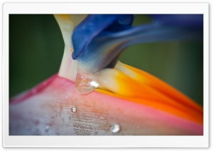 Bird Of Paradise Flower And Droplets Ultra HD Wallpaper for 4K UHD Widescreen desktop, tablet & smartphone