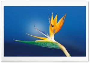 Bird Of Paradise Flower, Blue Background Ultra HD Wallpaper for 4K UHD Widescreen desktop, tablet & smartphone