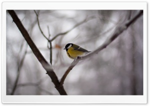 Bird On A Branch Ultra HD Wallpaper for 4K UHD Widescreen desktop, tablet & smartphone