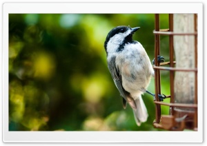 Bird On A Fence Ultra HD Wallpaper for 4K UHD Widescreen desktop, tablet & smartphone