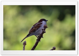 Bird on Branch Ultra HD Wallpaper for 4K UHD Widescreen desktop, tablet & smartphone