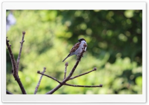 Bird On Tree Ultra HD Wallpaper for 4K UHD Widescreen Desktop, Lockscreen, Screensaver, TV, Tablet, Smartphone