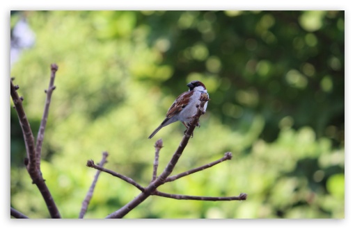 Bird On Tree UltraHD Wallpaper for UHD 16:9 2160p 1440p 1080p 900p 720p ; 8K UHD TV 16:9 Ultra High Definition 2160p 1440p 1080p 900p 720p ; Widescreen 16:10 5:3 WHXGA WQXGA WUXGA WXGA WGA ; Fullscreen 3:2 DVGA HVGA HQVGA ( Apple PowerBook G4 iPhone 4 3G 3GS iPod Touch ) ;