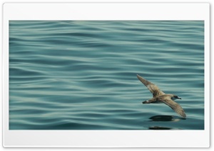 Bird over water Ultra HD Wallpaper for 4K UHD Widescreen desktop, tablet & smartphone