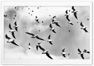 Bird Pattern Ultra HD Wallpaper for 4K UHD Widescreen desktop, tablet & smartphone