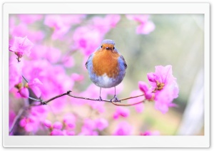 Bird, Pink Flowers, Springtime Ultra HD Wallpaper for 4K UHD Widescreen desktop, tablet & smartphone