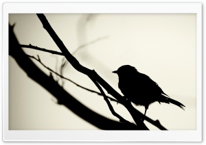 Bird Silhouette Ultra HD Wallpaper for 4K UHD Widescreen desktop, tablet & smartphone