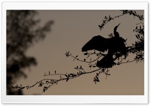 Bird Silhouette On Branch Ultra HD Wallpaper for 4K UHD Widescreen desktop, tablet & smartphone