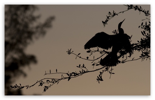 Bird Silhouette On Branch UltraHD Wallpaper for Wide 16:10 5:3 Widescreen WHXGA WQXGA WUXGA WXGA WGA ; 8K UHD TV 16:9 Ultra High Definition 2160p 1440p 1080p 900p 720p ; Standard 4:3 5:4 3:2 Fullscreen UXGA XGA SVGA QSXGA SXGA DVGA HVGA HQVGA ( Apple PowerBook G4 iPhone 4 3G 3GS iPod Touch ) ; Tablet 1:1 ; iPad 1/2/Mini ; Mobile 4:3 5:3 3:2 16:9 5:4 - UXGA XGA SVGA WGA DVGA HVGA HQVGA ( Apple PowerBook G4 iPhone 4 3G 3GS iPod Touch ) 2160p 1440p 1080p 900p 720p QSXGA SXGA ; Dual 5:4 QSXGA SXGA ;