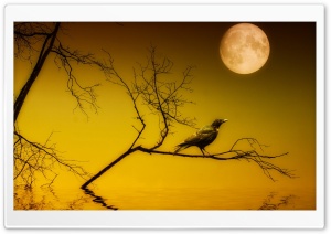 Bird Sitting Under Full Moon Ultra HD Wallpaper for 4K UHD Widescreen desktop, tablet & smartphone