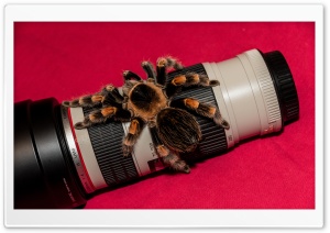 Bird Spider on Lens Ultra HD Wallpaper for 4K UHD Widescreen desktop, tablet & smartphone