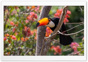 Bird, Toucan, Large Beak, Biodiversity, Tropical, Amazon, Wildlife 4K UHD Wallpaper for Widescreen and UltraWide Desktop, UltraHD TV, Smartphone, Tablet
