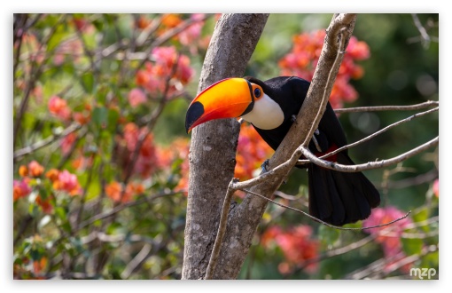 Bird, Toucan, Large Beak, Biodiversity, Tropical, Amazon, Wildlife UltraHD Wallpaper for UHD 16:9 ; HD 16:9 ; Widescreen 16:10 5:3 ; Fullscreen 4:3 5:4 3:2 ; Tablet 1:1 ;