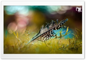 Bird Wing Ultra HD Wallpaper for 4K UHD Widescreen desktop, tablet & smartphone
