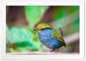 Birds 4K UHD Wallpaper for Widescreen and UltraWide Desktop, UltraHD TV, Smartphone, Tablet