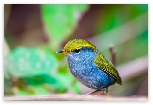 Birds UltraHD Wallpaper for Fullscreen 3:2 ;