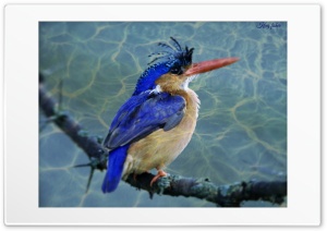 birds Ultra HD Wallpaper for 4K UHD Widescreen desktop, tablet & smartphone