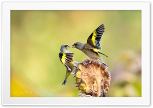 Birds 4K UHD Wallpaper for Widescreen and UltraWide Desktop, UltraHD TV, Smartphone, Tablet