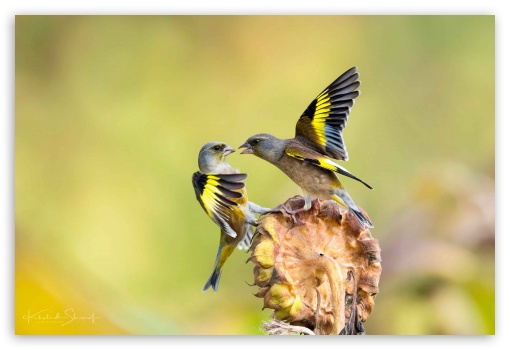 Birds UltraHD Wallpaper for Fullscreen 3:2 ;
