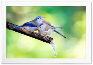 Birds 4K UHD Wallpaper for Widescreen and UltraWide Desktop, UltraHD TV, Smartphone, Tablet
