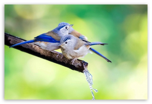 Birds UltraHD Wallpaper for Fullscreen 3:2 ;