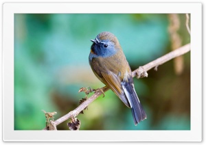 Birds 4K UHD Wallpaper for Widescreen and UltraWide Desktop, UltraHD TV, Smartphone, Tablet