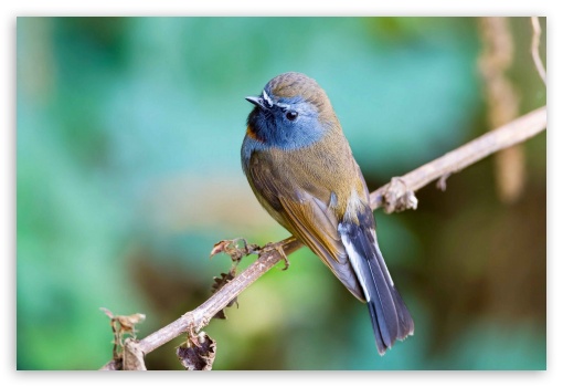 Birds UltraHD Wallpaper for Fullscreen 3:2 ;