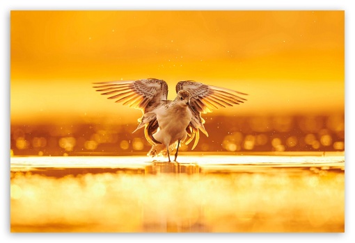 Birds UltraHD Wallpaper for Fullscreen 3:2 ;