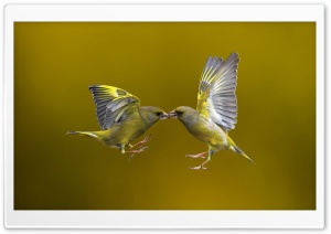 Birds Ultra HD Wallpaper for 4K UHD Widescreen desktop, tablet & smartphone