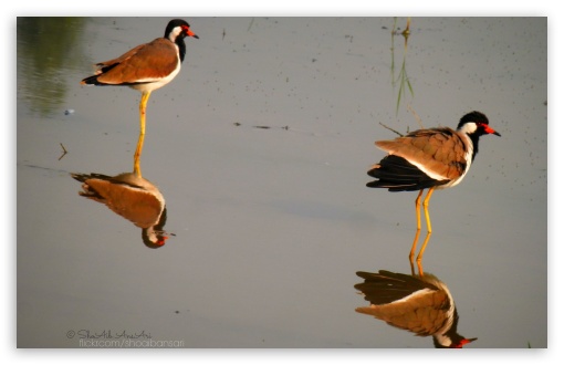 Birds - Shoaib Photography UltraHD Wallpaper for Widescreen 16:10 WHXGA WQXGA WUXGA WXGA ; Fullscreen 4:3 3:2 UXGA XGA SVGA DVGA HVGA HQVGA ( Apple PowerBook G4 iPhone 4 3G 3GS iPod Touch ) ;