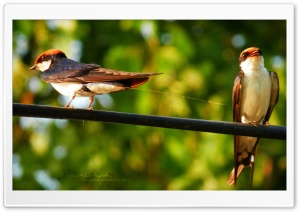 Birds - Shoaib Photography - Ultra HD Wallpaper for 4K UHD Widescreen desktop, tablet & smartphone