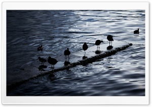 Birds. Lake Titicaca, Bolivia HD Ultra HD Wallpaper for 4K UHD Widescreen desktop, tablet & smartphone