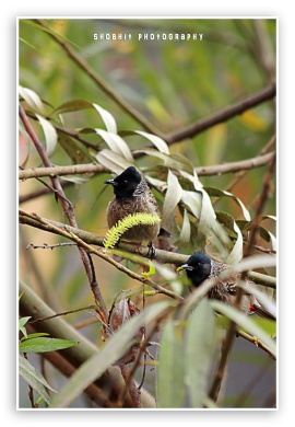 birds are chirrping together 4K & 8K UltraHD Background Wallpaper for 4K UHD TV & Desktop : Smartphone & Tablet Devices