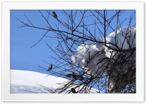 Birds, Branches, Winter Ultra HD Wallpaper for 4K UHD Widescreen Desktop, Lockscreen, Screensaver, TV, Tablet, Smartphone