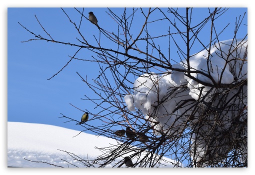 Birds, Branches, Winter UltraHD Wallpaper for Fullscreen 3:2 ;