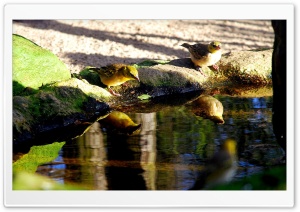 Birds Drinking Water Ultra HD Wallpaper for 4K UHD Widescreen desktop, tablet & smartphone