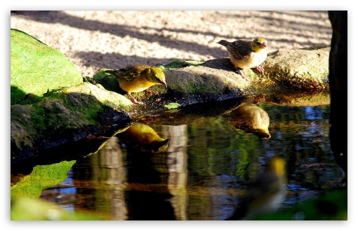 Birds Drinking Water UltraHD Wallpaper for 8K UHD TV 16:9 Ultra High Definition 2160p 1440p 1080p 900p 720p ; Widescreen 16:10 5:3 WHXGA WQXGA WUXGA WXGA WGA ; Fullscreen 4:3 5:4 3:2 UXGA XGA SVGA QSXGA SXGA DVGA HVGA HQVGA ( Apple PowerBook G4 iPhone 4 3G 3GS iPod Touch ) ; Tablet 1:1 ; Mobile 3:5 3:4 - ;