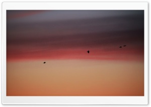 Birds in Burning Sky Ultra HD Wallpaper for 4K UHD Widescreen desktop, tablet & smartphone